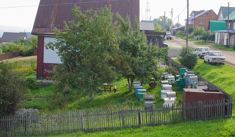 Пасека в Белокурихе. Алтайский мед