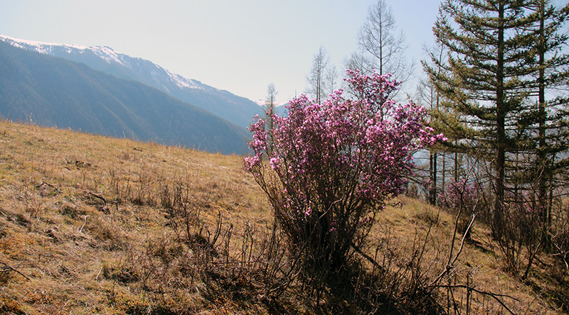 Цветение маральника. Май. Село Чибит