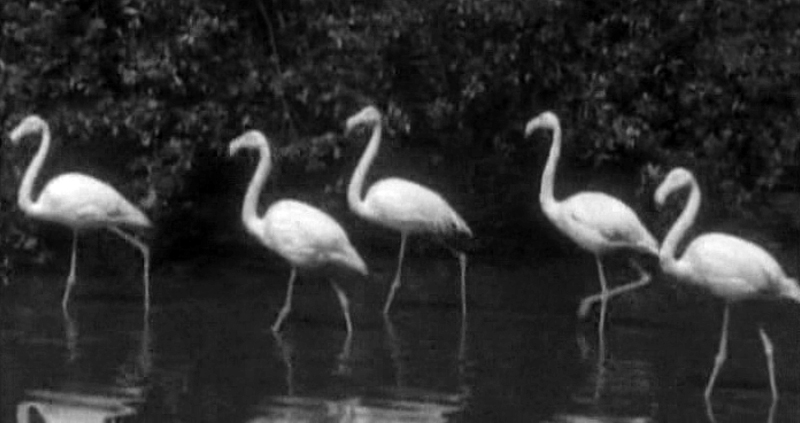 Фламинго на Телецком озере
