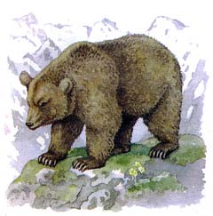 Сайлюгемская популяция бурого медведя